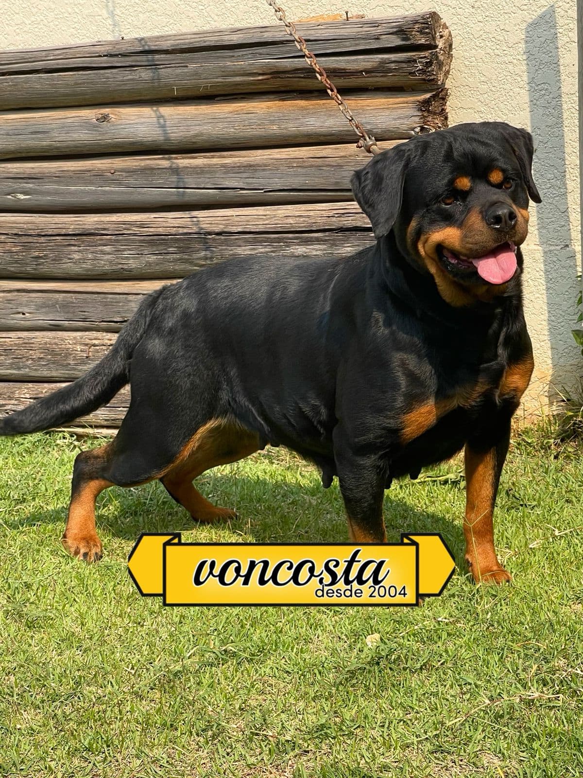 Carlotta Advanced von Costa, Rottweiler do Canil Von-Costa