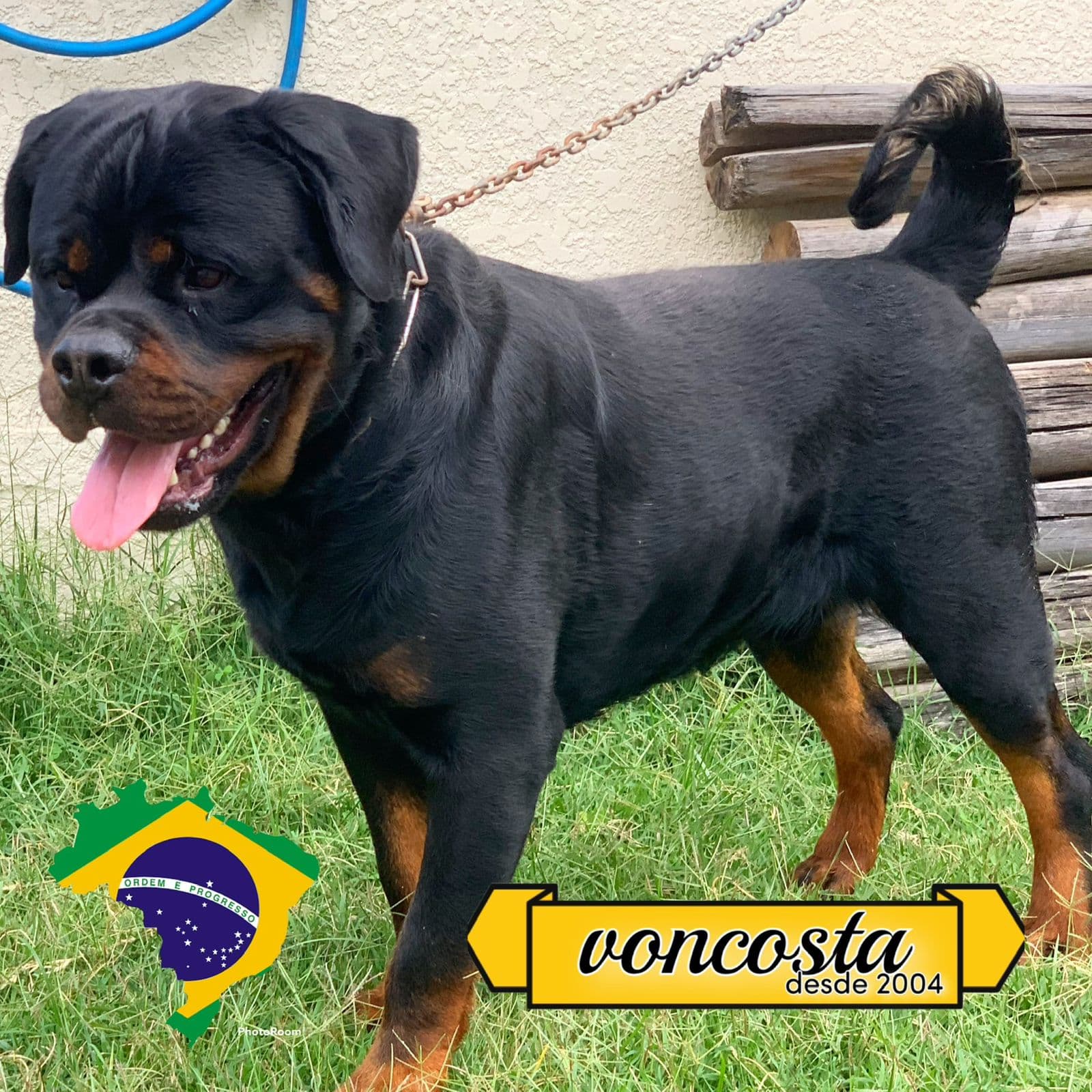 Konan, Rottweiler do Canil Von-Costa