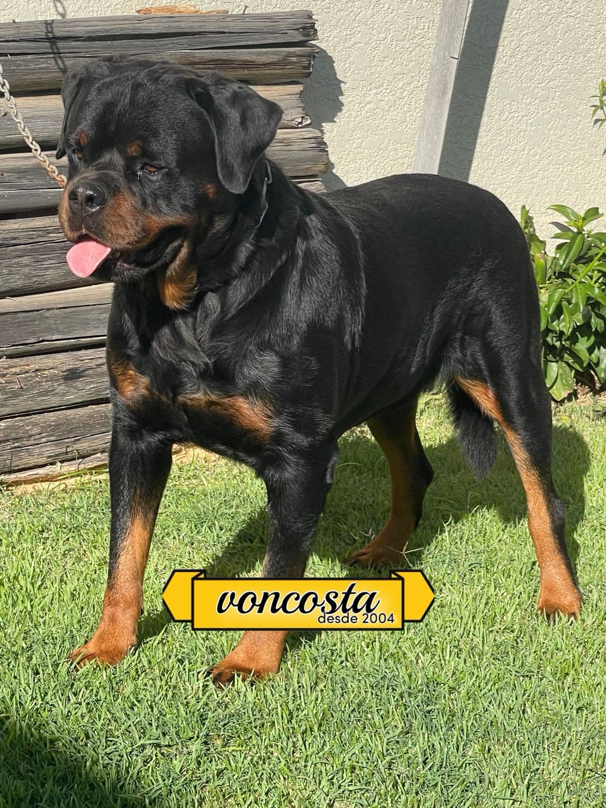 Konan, Rottweiler do Canil Von-Costa