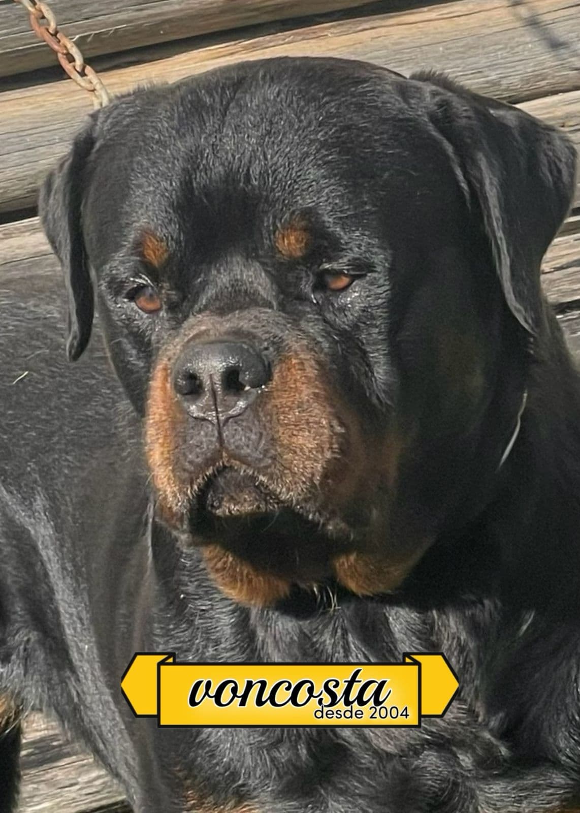 Konan, Rottweiler do Canil Von-Costa