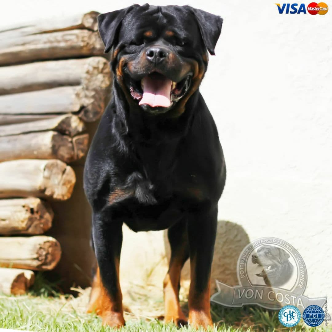 Lennox, Rottweiler do Canil Von-Costa