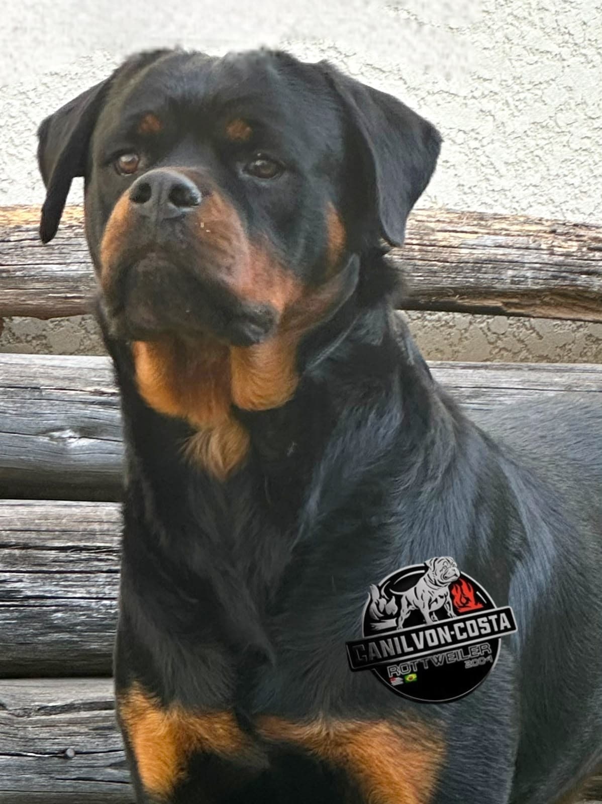 Lucas Advanced von Costa, Rottweiler do Canil Von-Costa