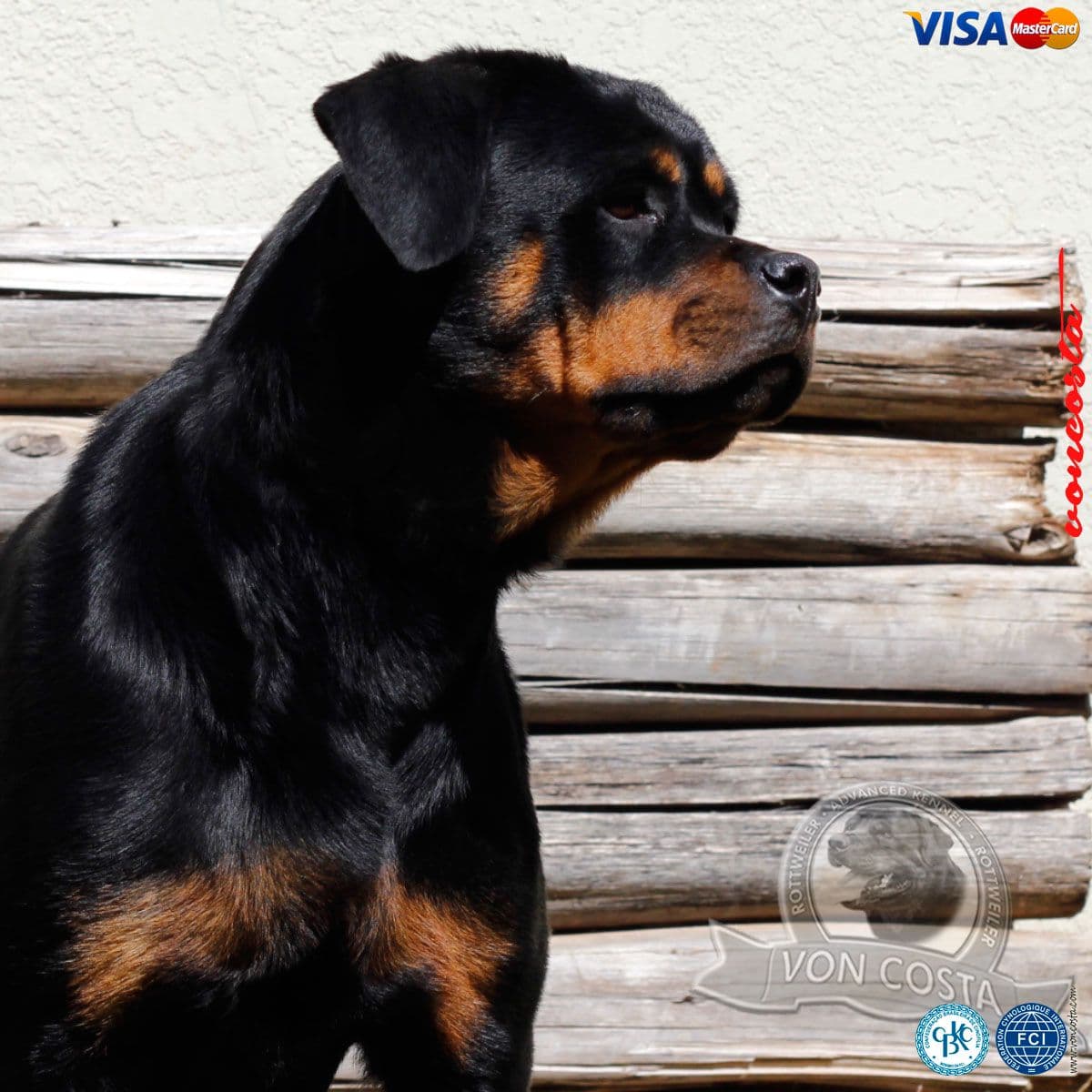 Maia, Rottweiler do Canil Von-Costa