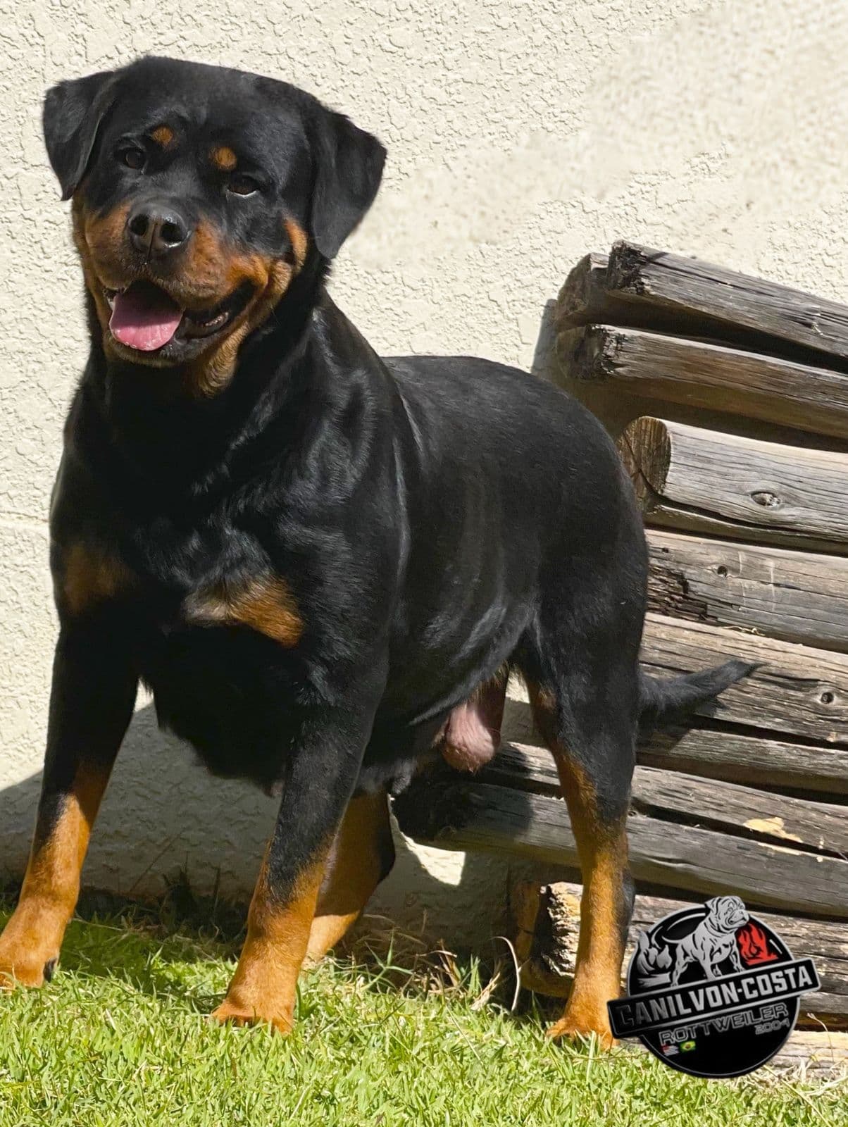 Nahara Advanced von Costa, Rottweiler do Canil Von-Costa