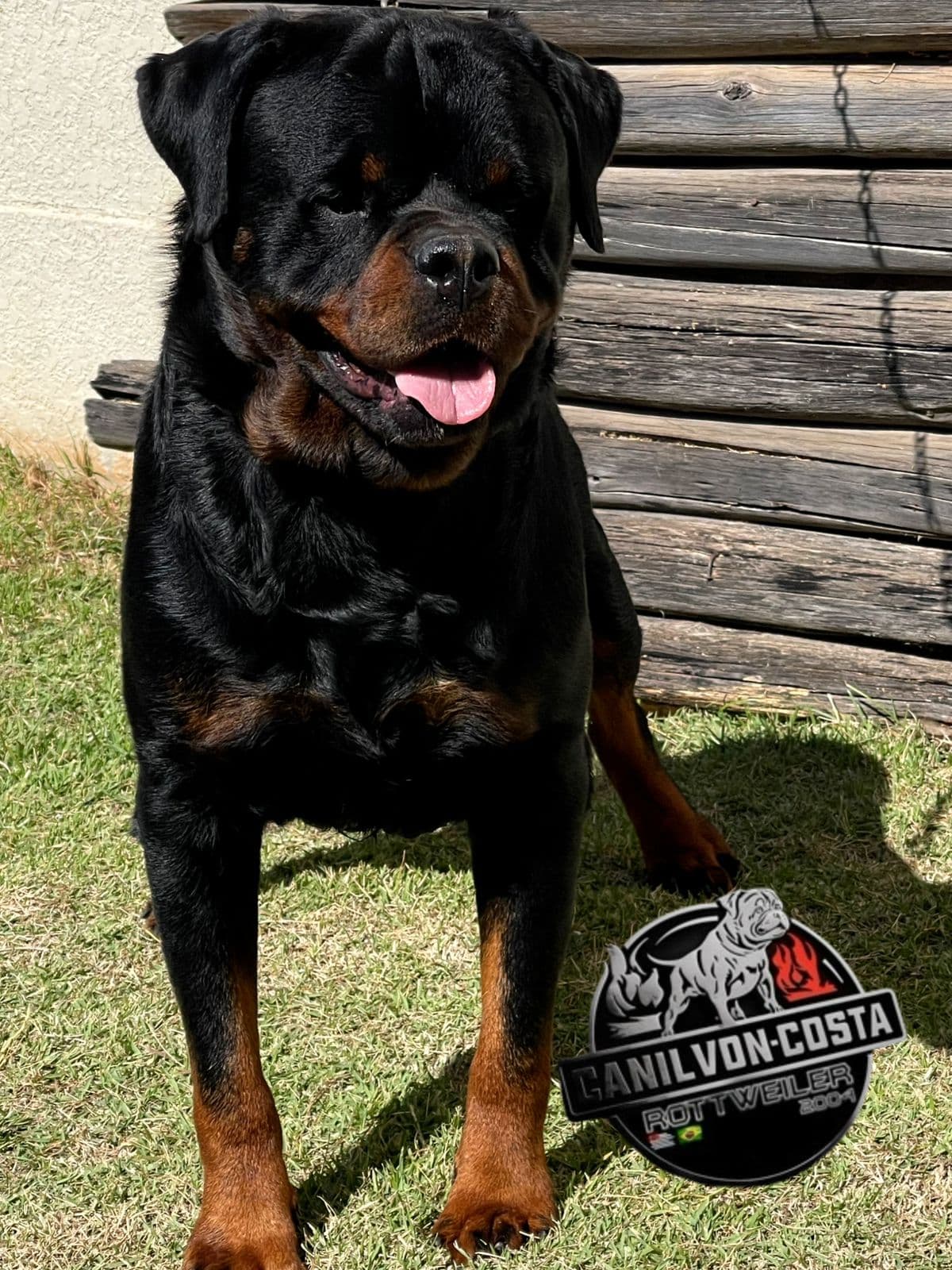 Quiron Navar di Ferraresi, Rottweiler do Canil Von-Costa