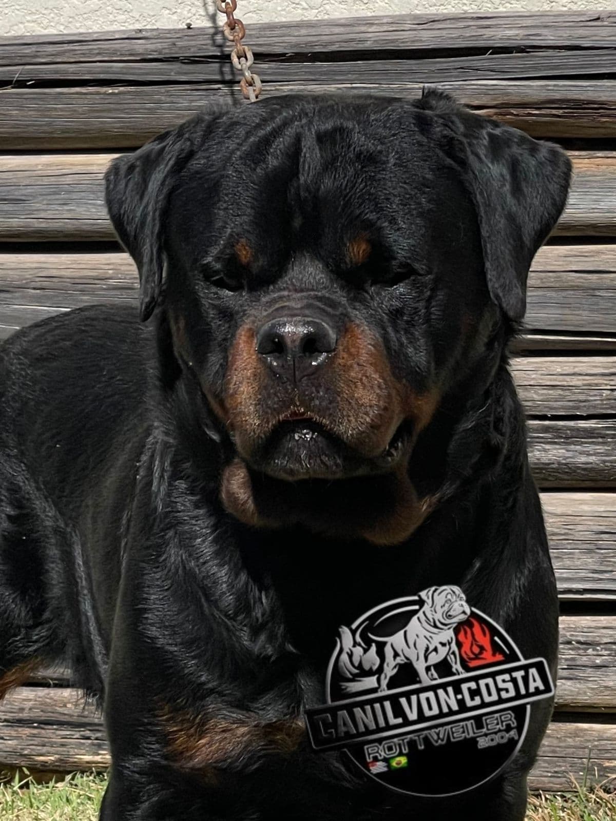 Quiron Navar di Ferraresi, Rottweiler do Canil Von-Costa