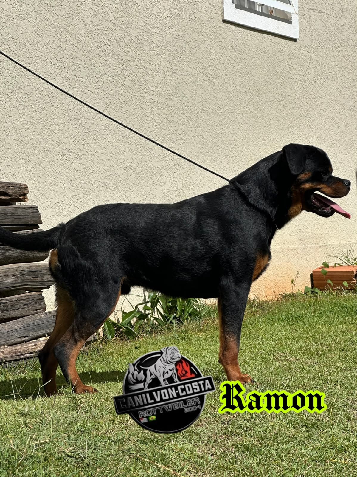 Ramon Advanced von Costa, Rottweiler do Canil Von-Costa