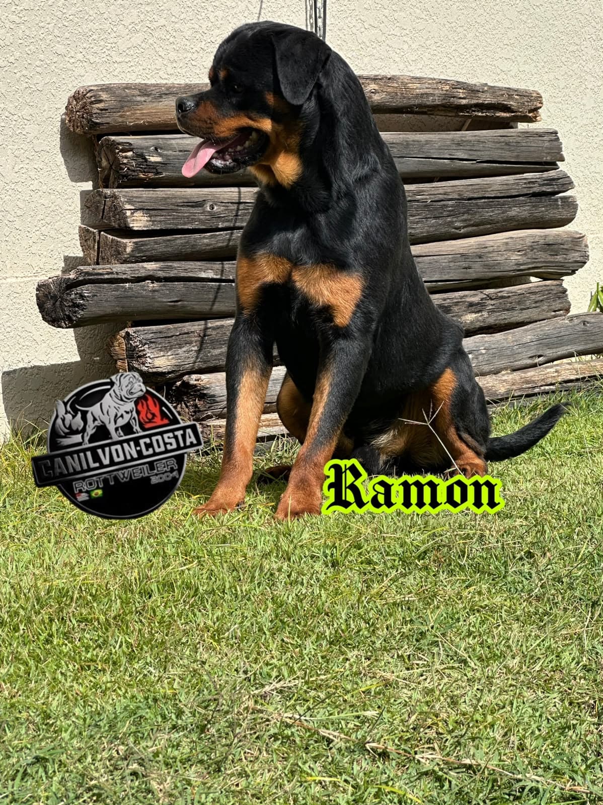 Ramon Advanced von Costa, Rottweiler do Canil Von-Costa