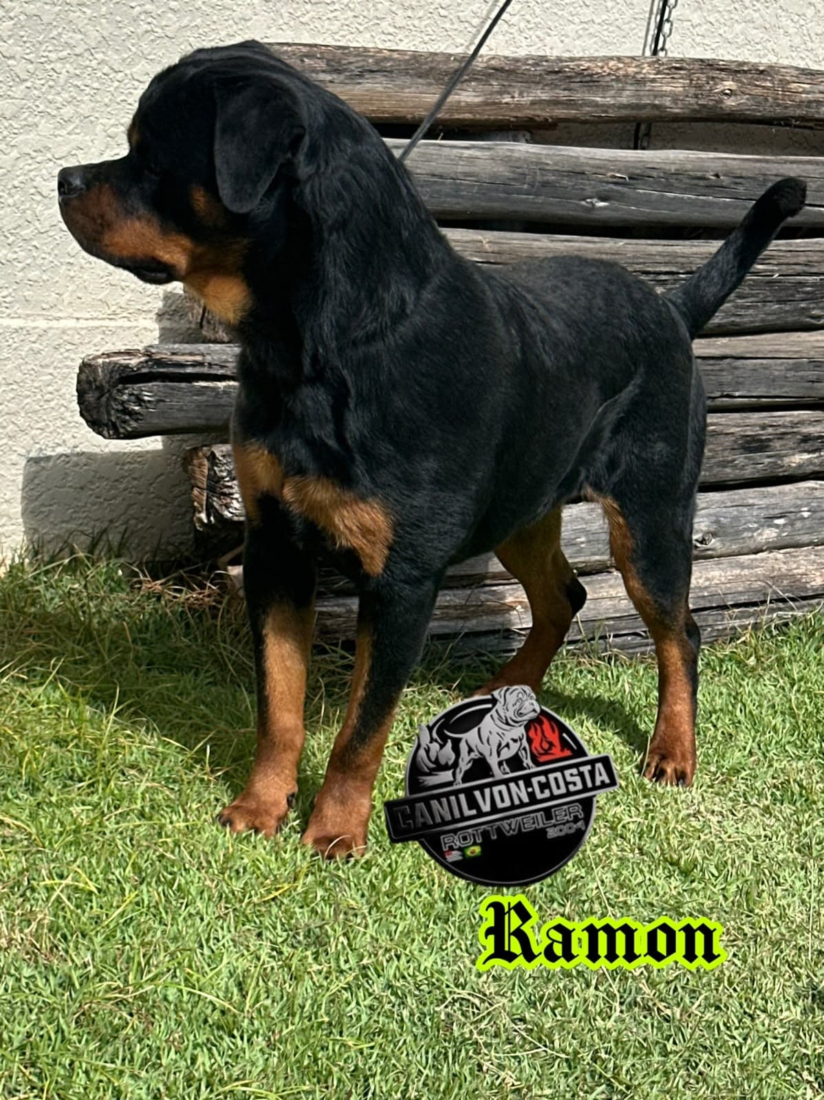 Ramon Advanced von Costa, Rottweiler do Canil Von-Costa