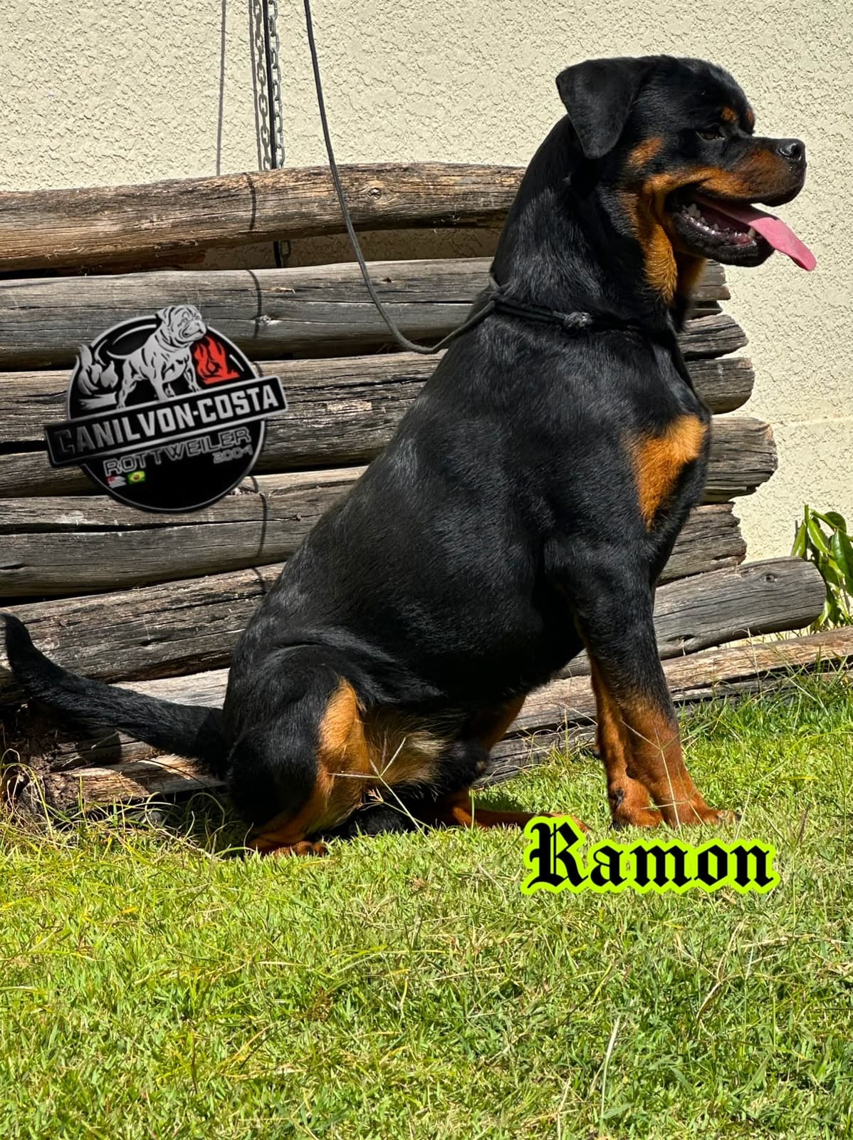 Ramon Advanced von Costa, Rottweiler do Canil Von-Costa
