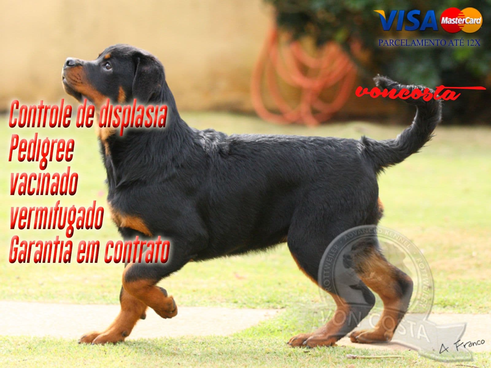 Filhote da ninhada atual de Rottweiler (Jô x Lucas) do Canil Von-Costa
