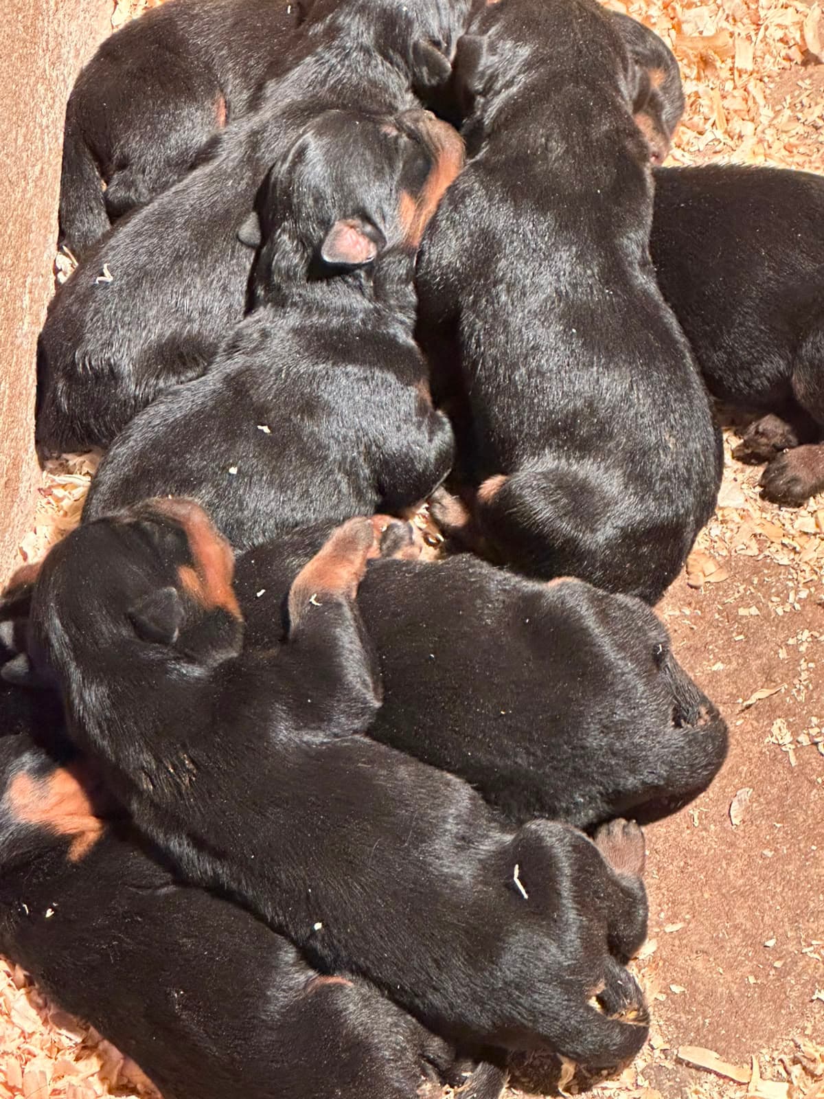 Filhote da ninhada atual de Rottweiler (Jô x Lucas) do Canil Von-Costa