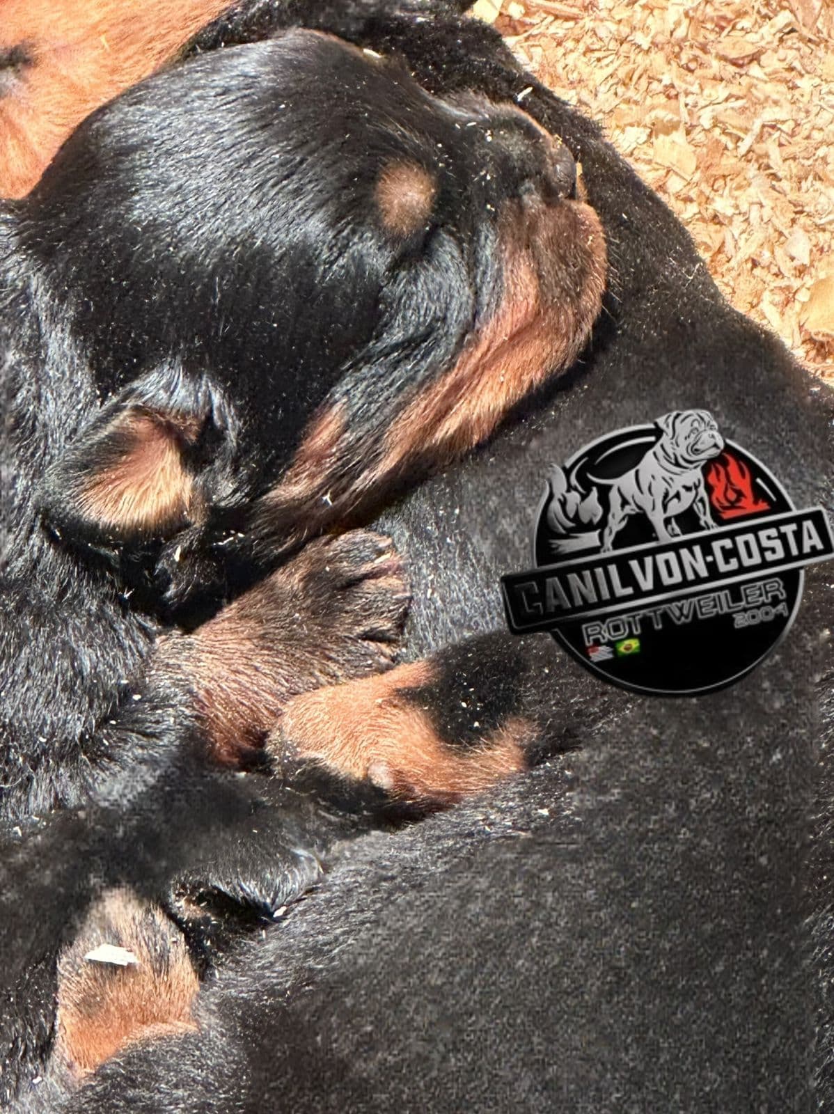 Filhote da ninhada atual de Rottweiler (Jô x Lucas) do Canil Von-Costa