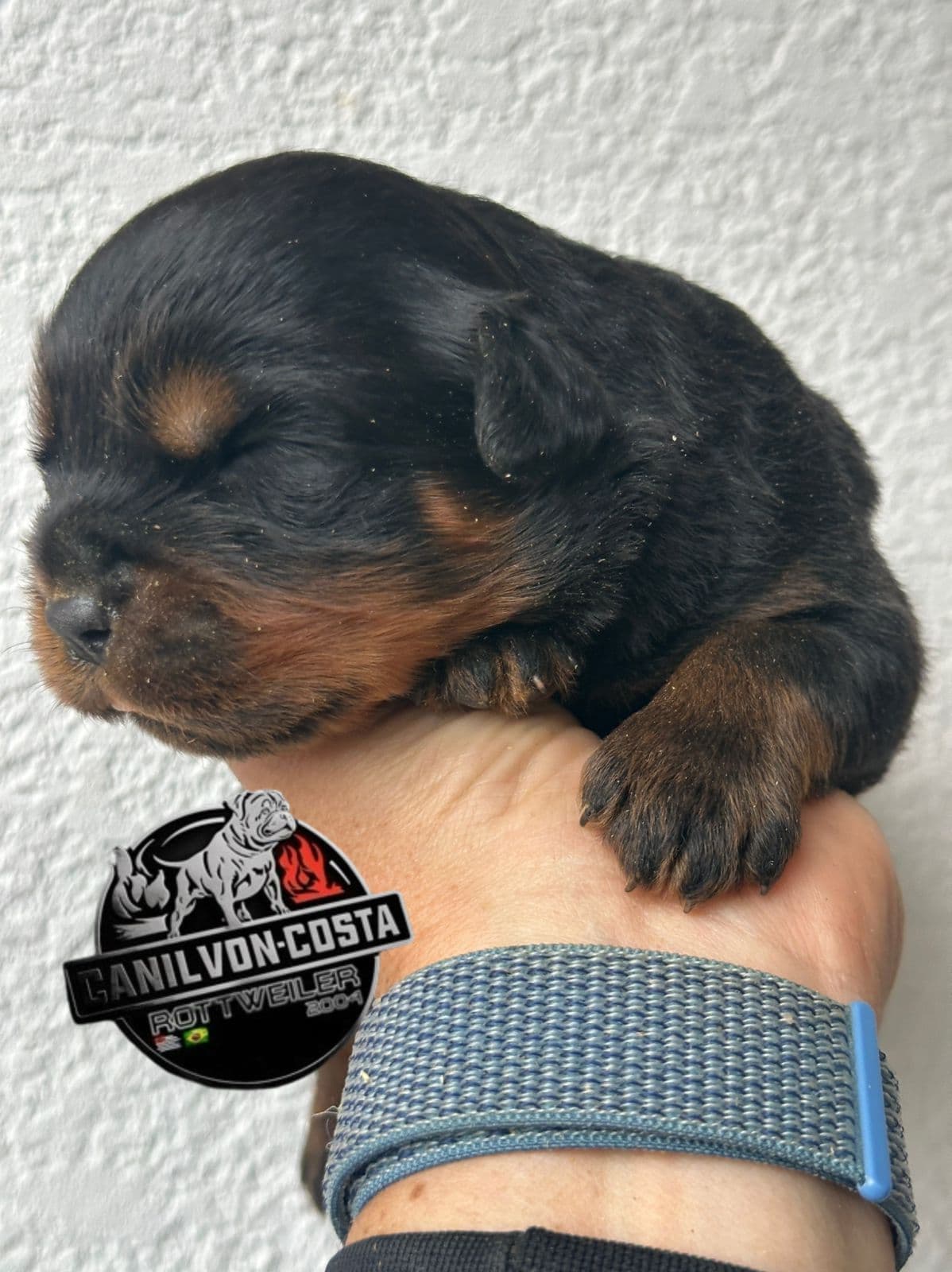Filhote da ninhada atual de Rottweiler (Jô x Lucas) do Canil Von-Costa