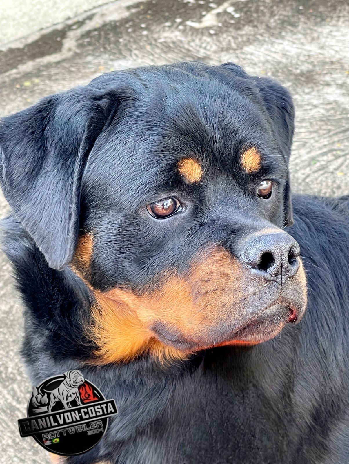 Jô Advanced von Costa, cão de Rottweiler do Canil Von-Costa