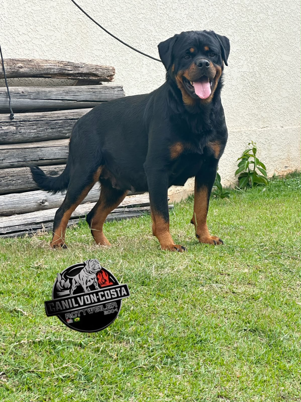 Jô Advanced von Costa, Rottweiler do Canil Von-Costa