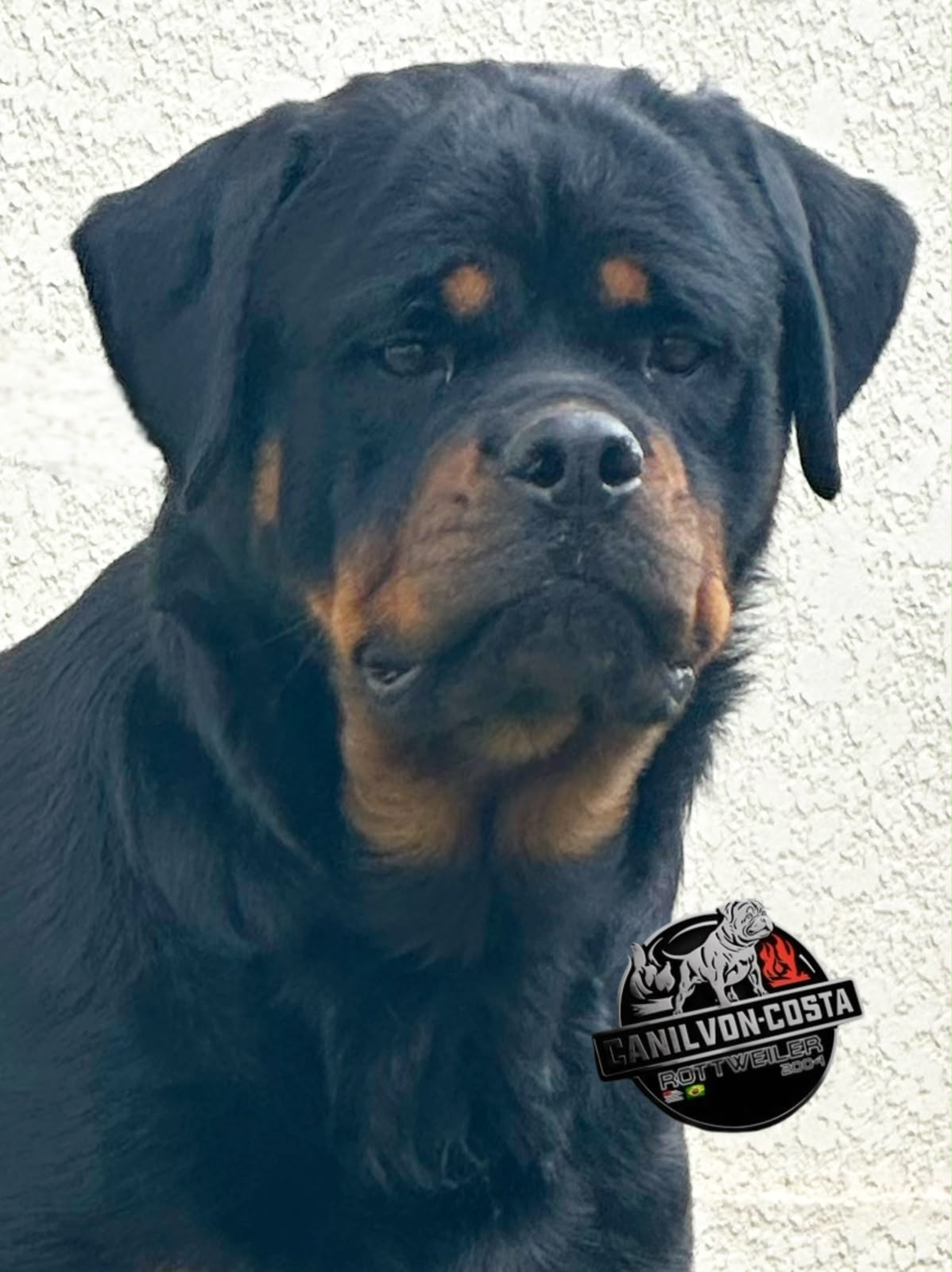 Jô Advanced von Costa, Rottweiler do Canil Von-Costa