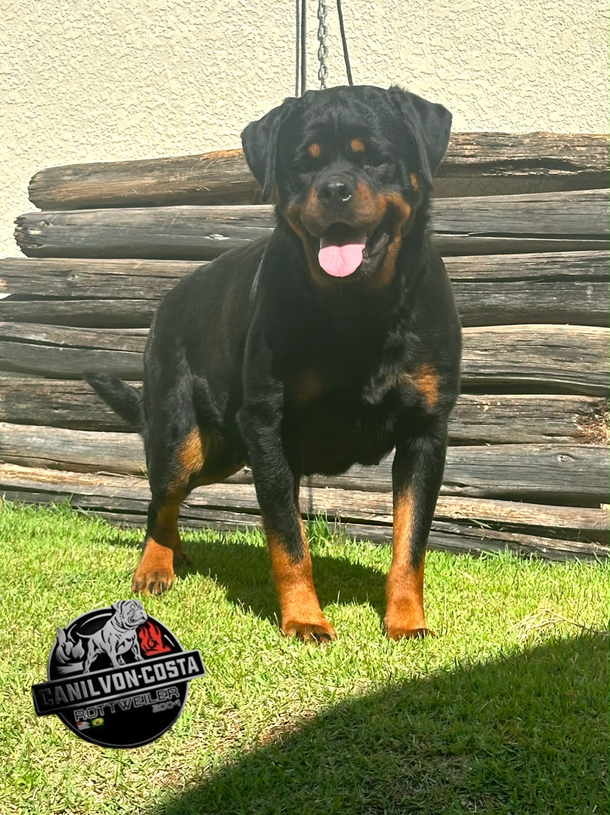 Jô Advanced von Costa, Rottweiler do Canil Von-Costa