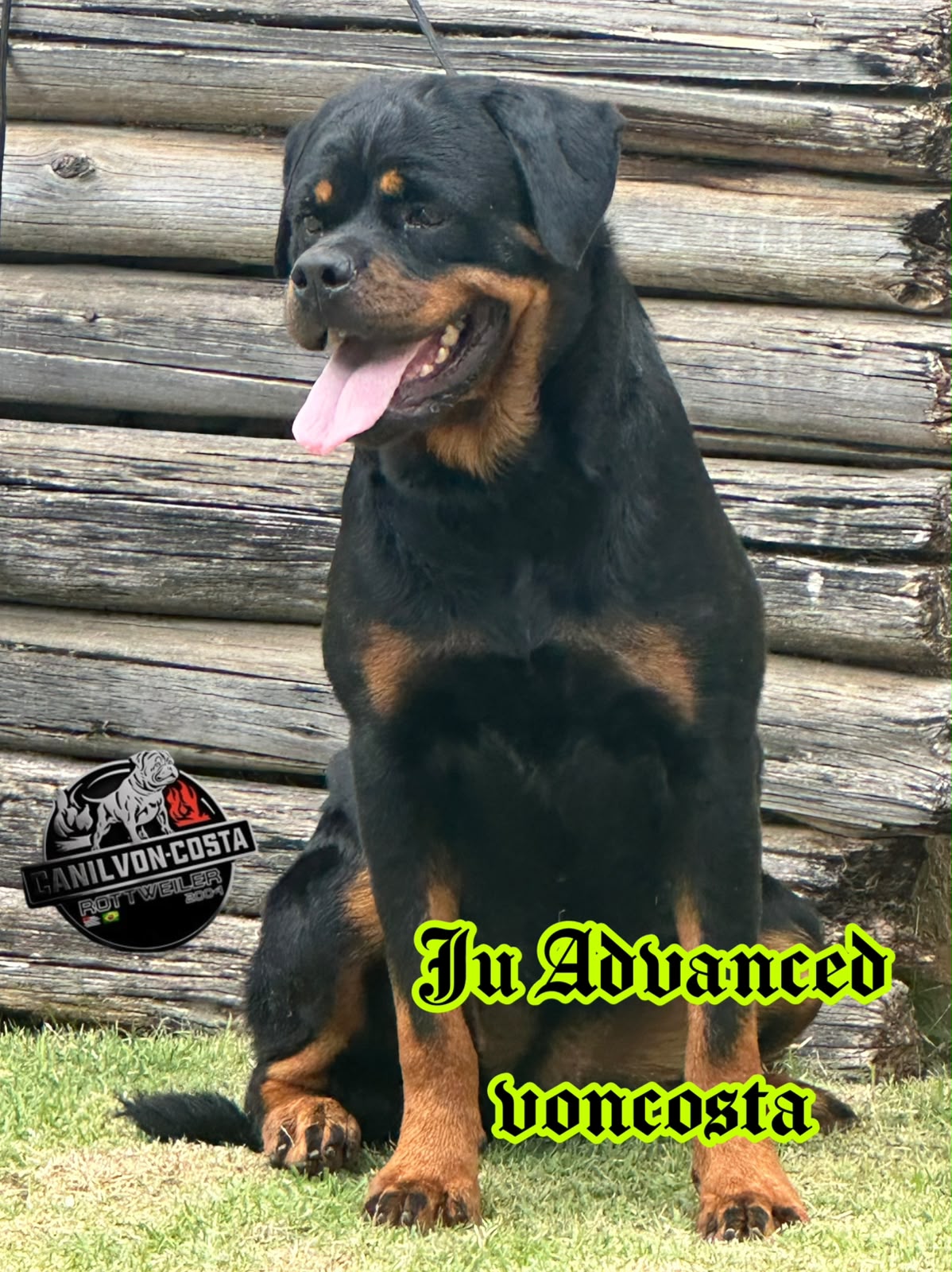 Jô Advanced von Costa, Rottweiler do Canil Von-Costa