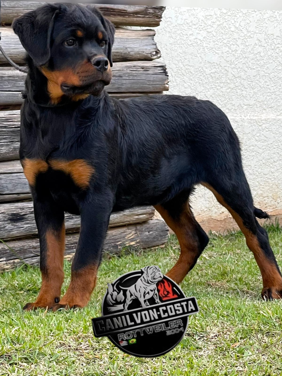 Lucas Advanced von Costa, cão de Rottweiler do Canil Von-Costa