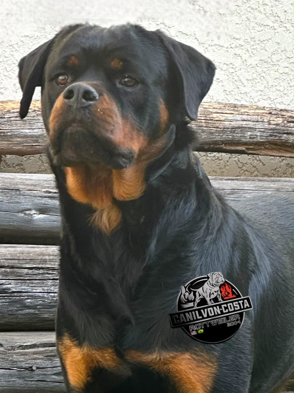 Lucas Advanced von Costa, Rottweiler do Canil Von-Costa