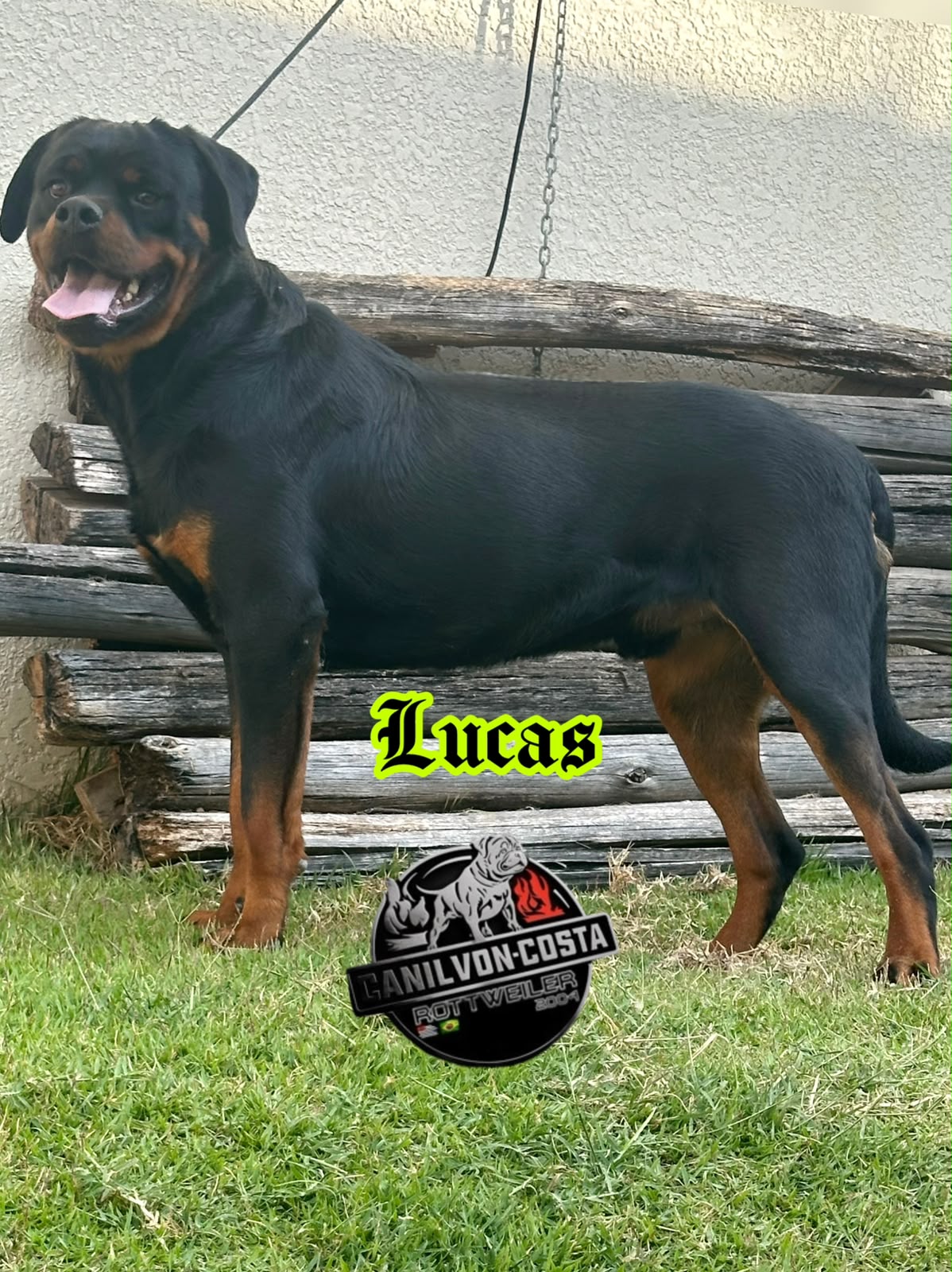 Lucas Advanced von Costa, Rottweiler do Canil Von-Costa