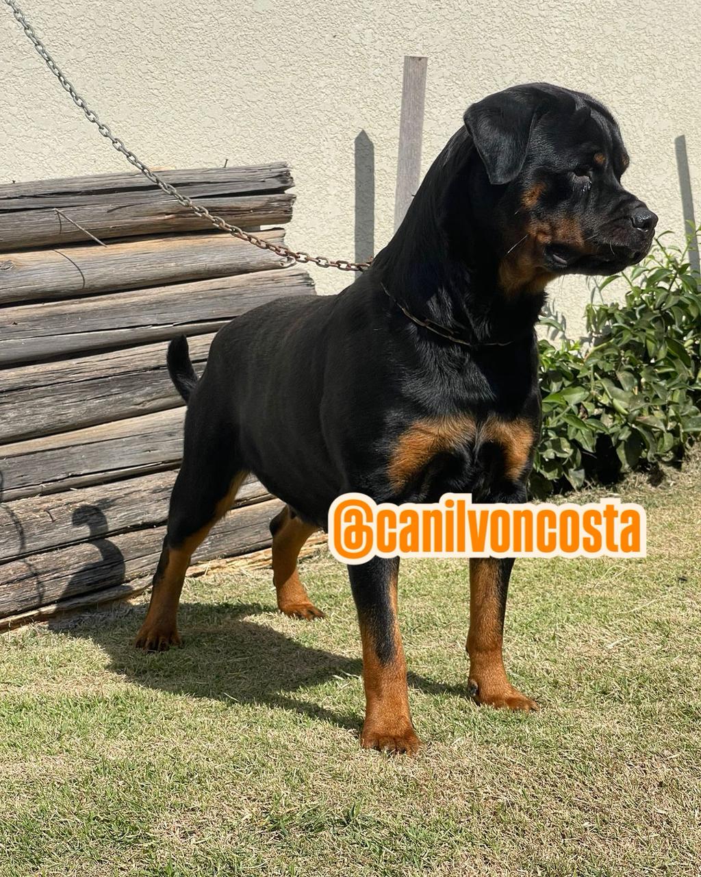 Malu Advanced von Costa, Rottweiler do Canil Von-Costa