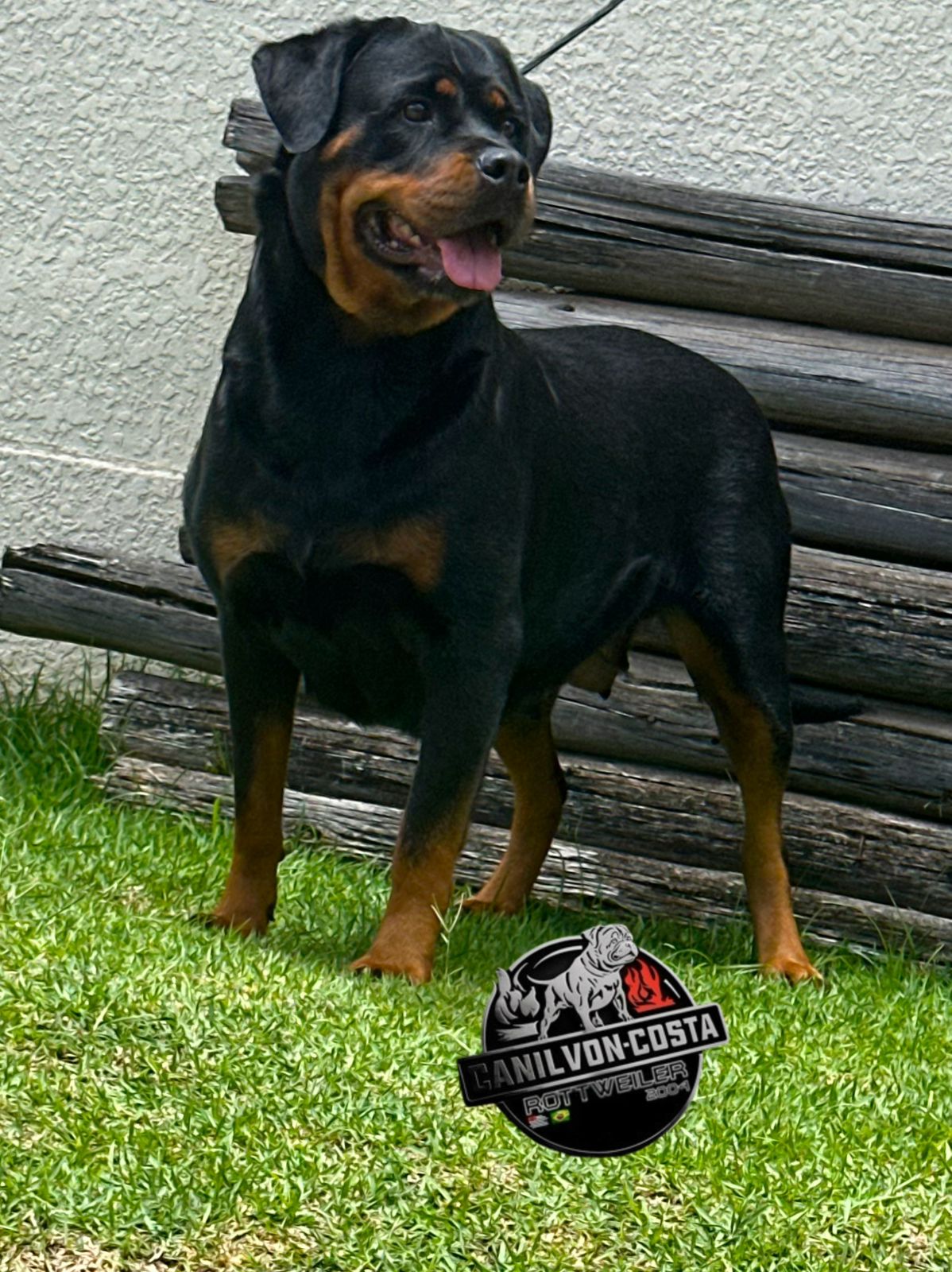 Filhote da ninhada atual de Rottweiler do Canil Von-Costa