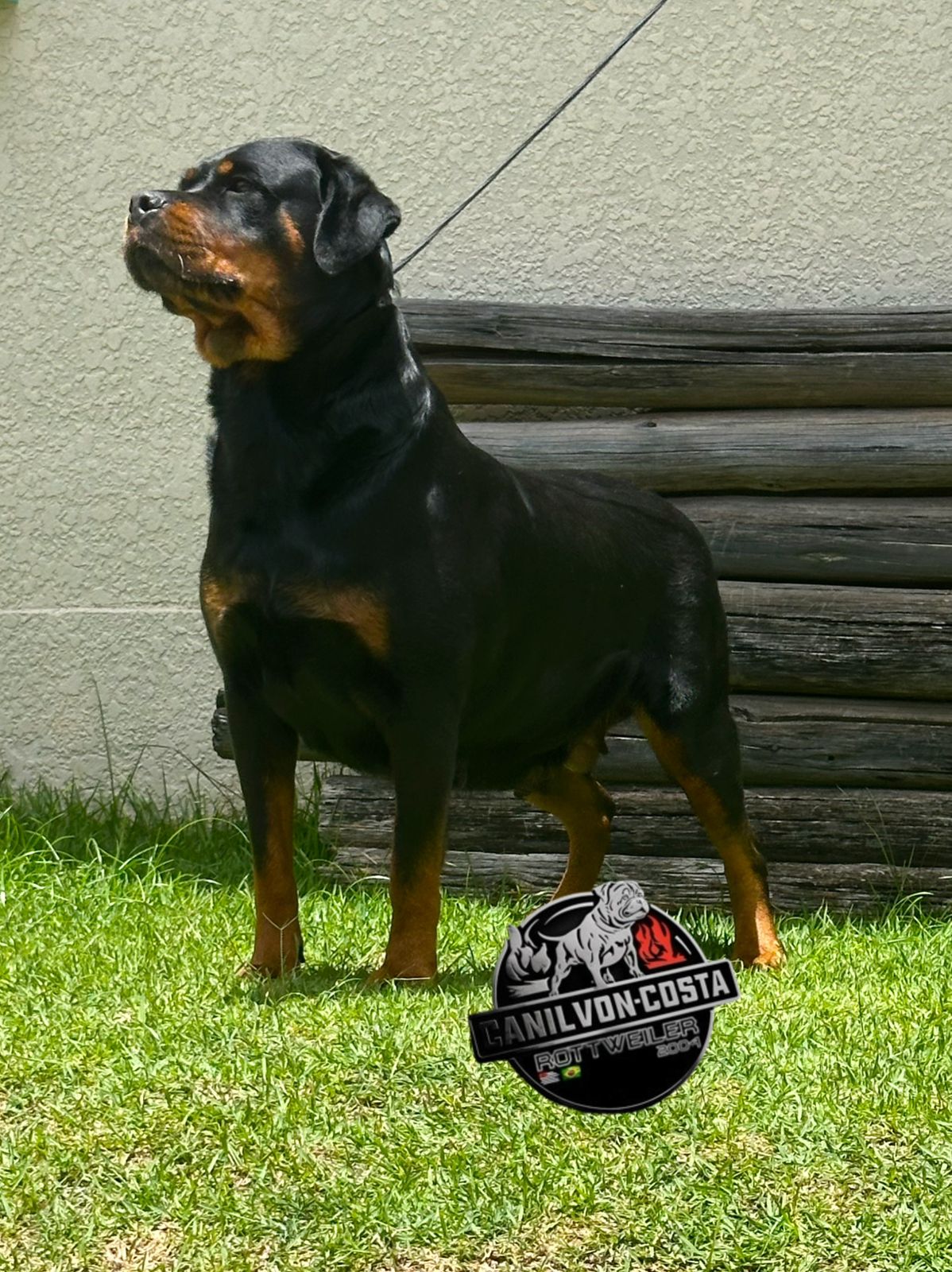 Filhote da ninhada atual de Rottweiler do Canil Von-Costa