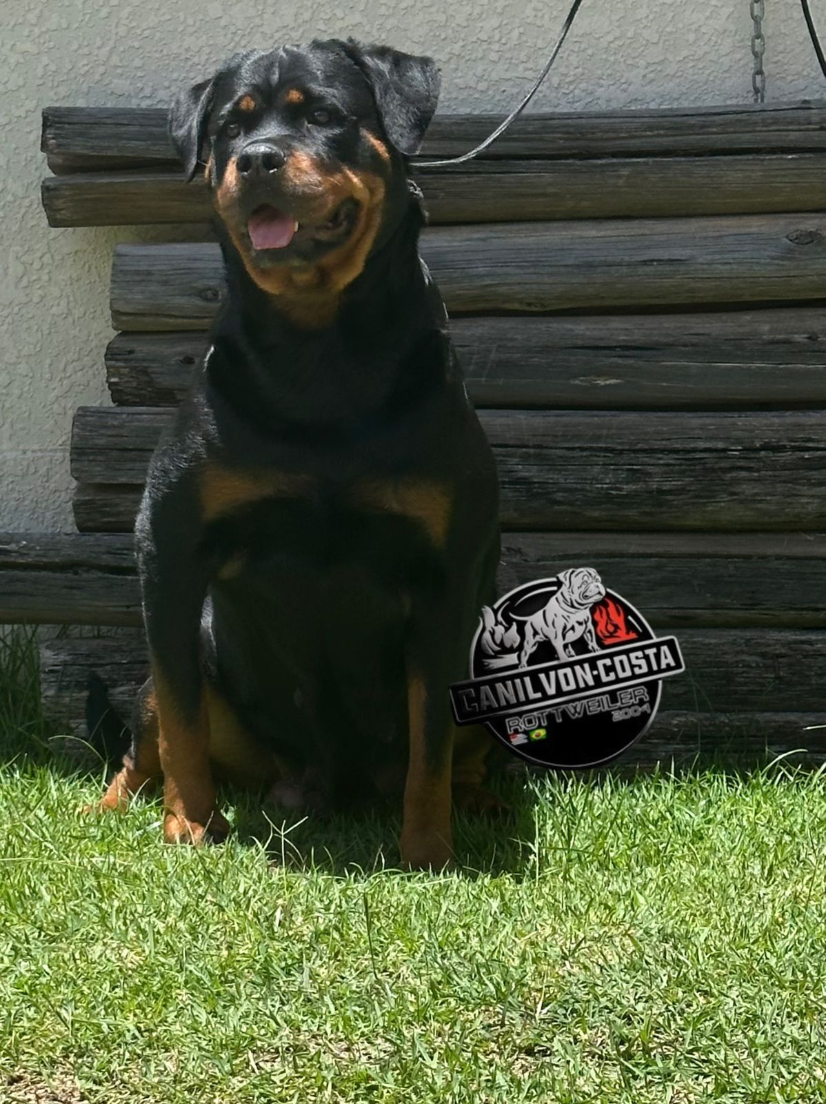 Filhote da ninhada atual de Rottweiler do Canil Von-Costa