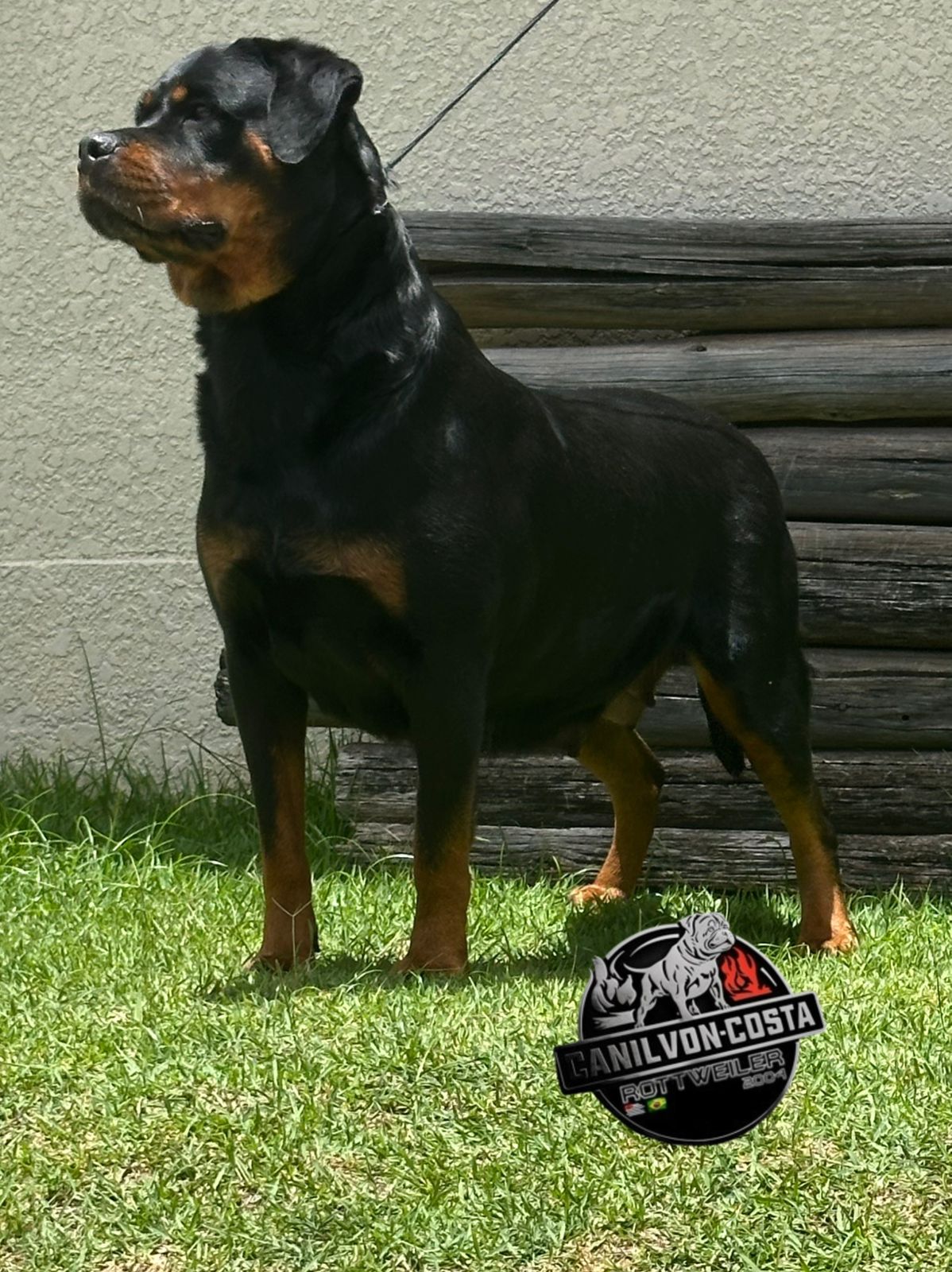 Filhote da ninhada atual de Rottweiler do Canil Von-Costa