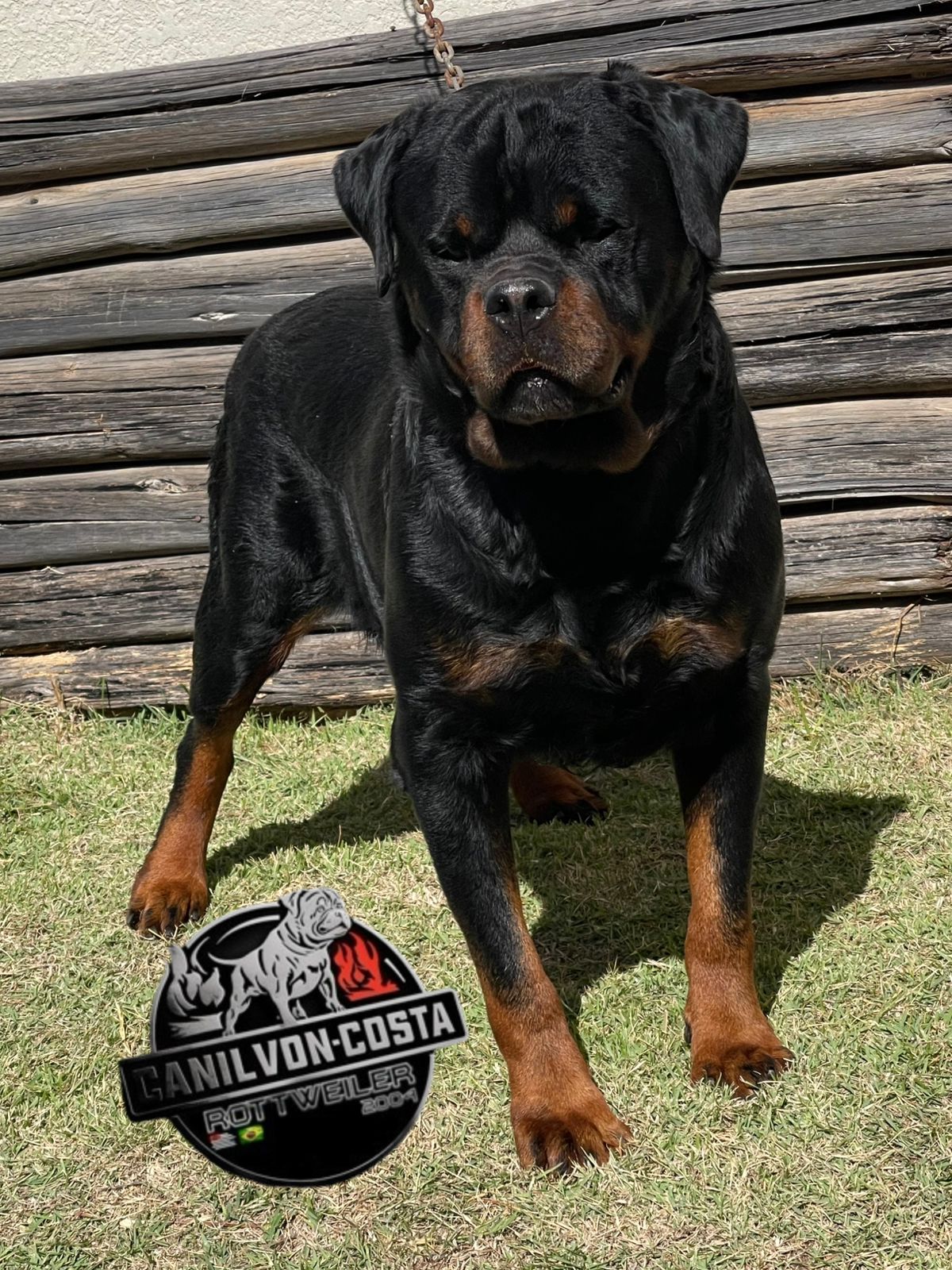 Quiron, cão de Rottweiler do Canil Von-Costa