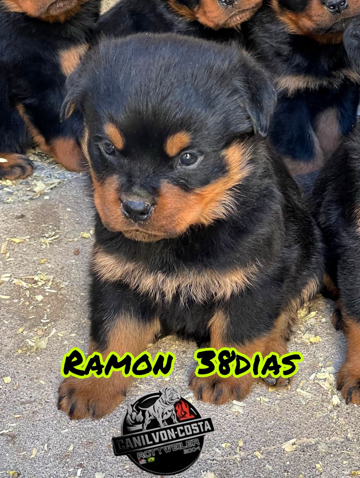 Ramon Advanced von Costa, cão de Rottweiler do Canil Von-Costa